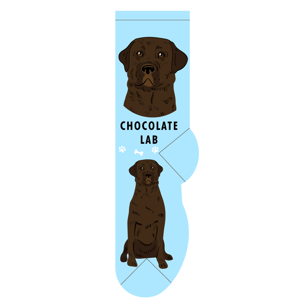 Chocolate Lab